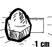 Ornamental Nuts - Metric