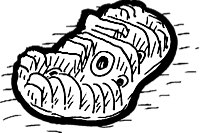 for Flathead