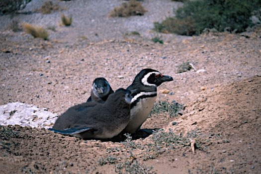 Part 4 - Penguins and Break-Down Mail (Península Valdés - Esquel)